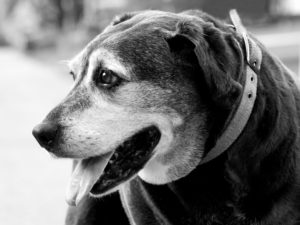 A beautiful old dog