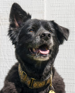 A dog posing for a photo