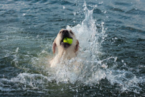 Dog playing in the lake