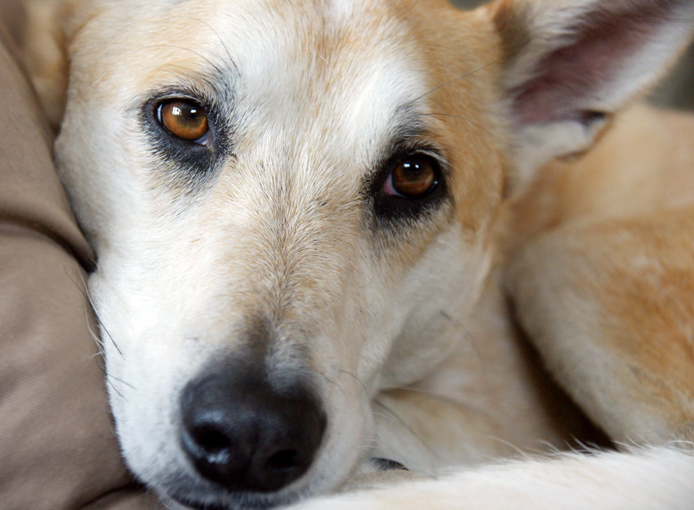 A dog resting