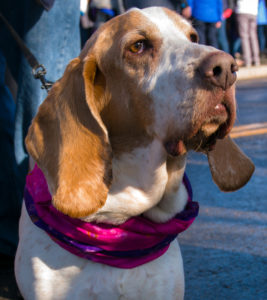 A proud dog