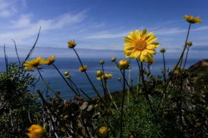 Californian sun flowers