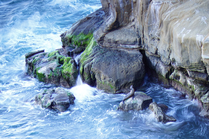 Cliffs and sea lions