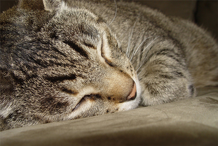 Sleeping cat