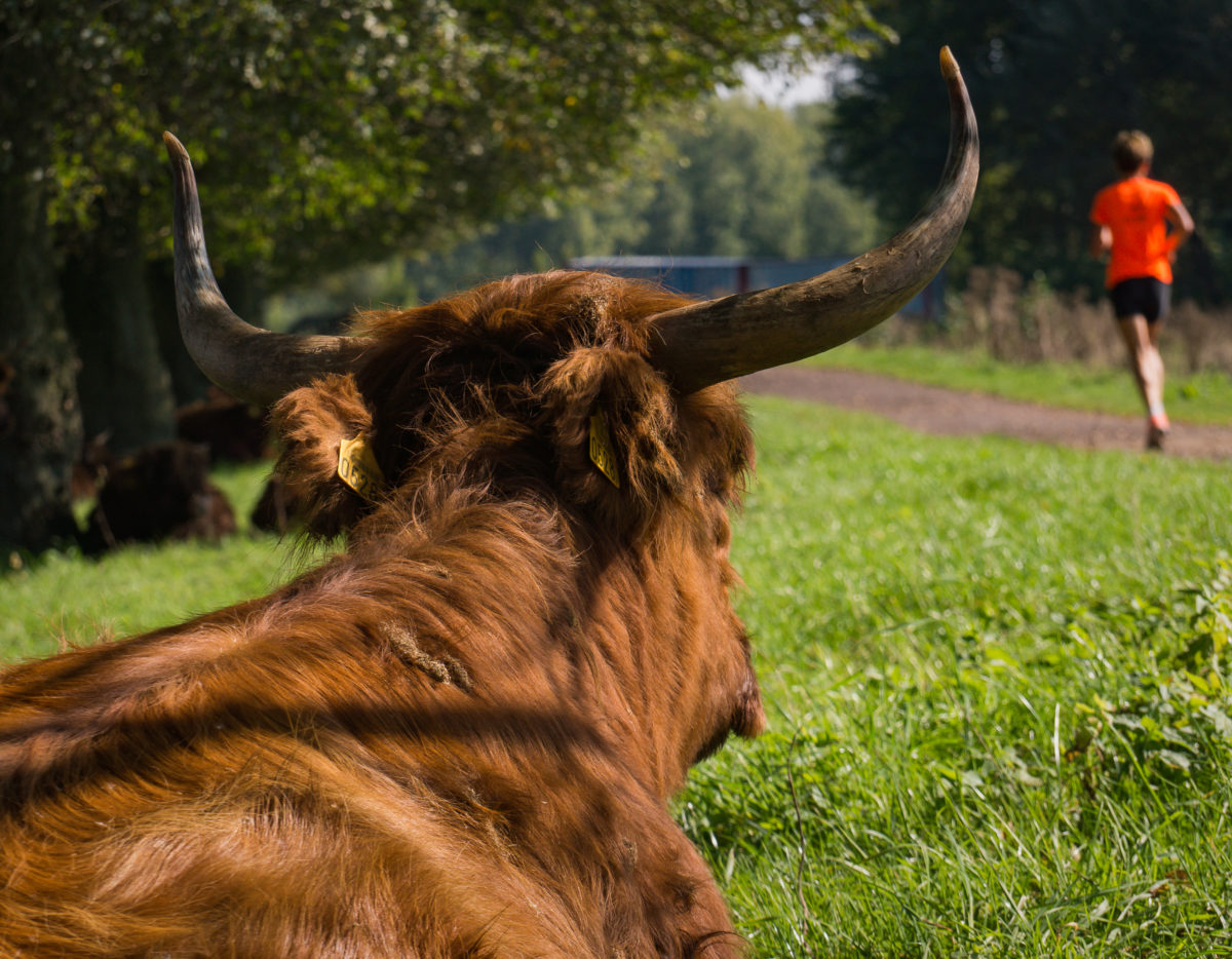 Cow watching runner