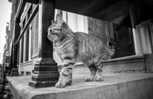 Cat at doorstep in Amsterdam