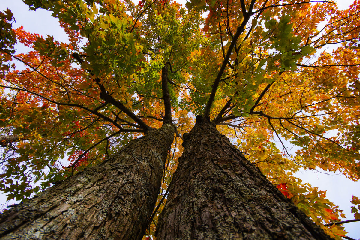 Old tree in the fall