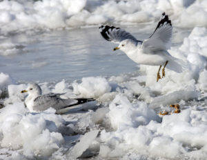 Seagull landing on ice