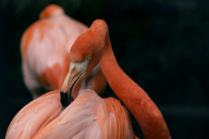 Pink flamingo