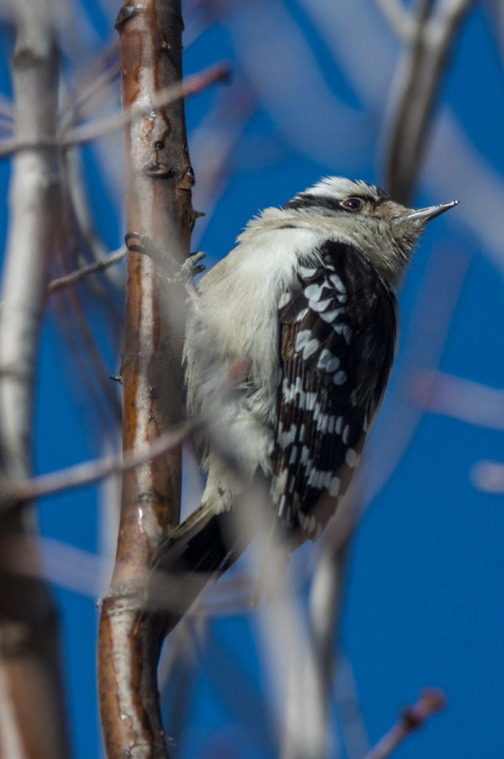 Woodpecker