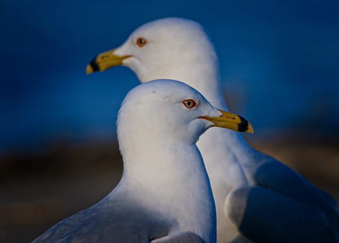 Ring-billed gulls