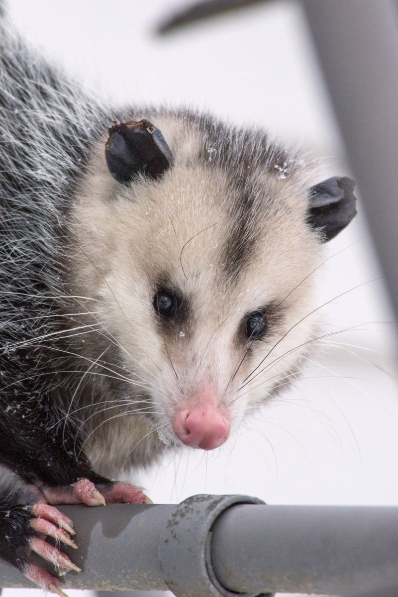 Possum