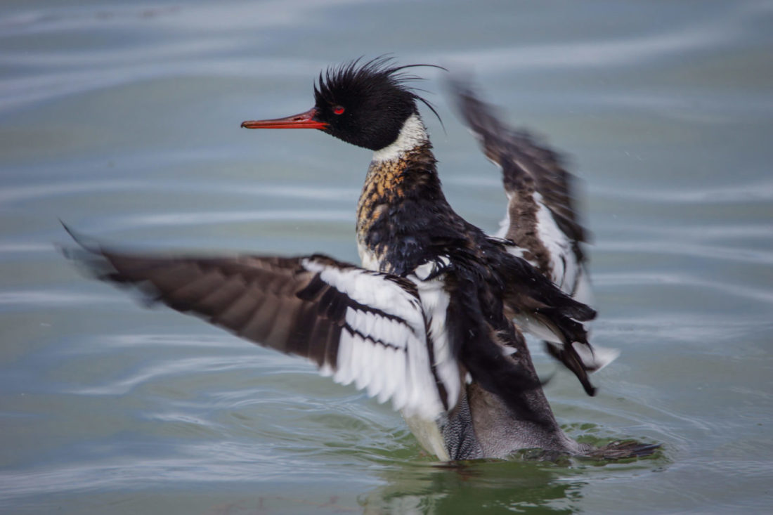 A Red-breasted Merganser