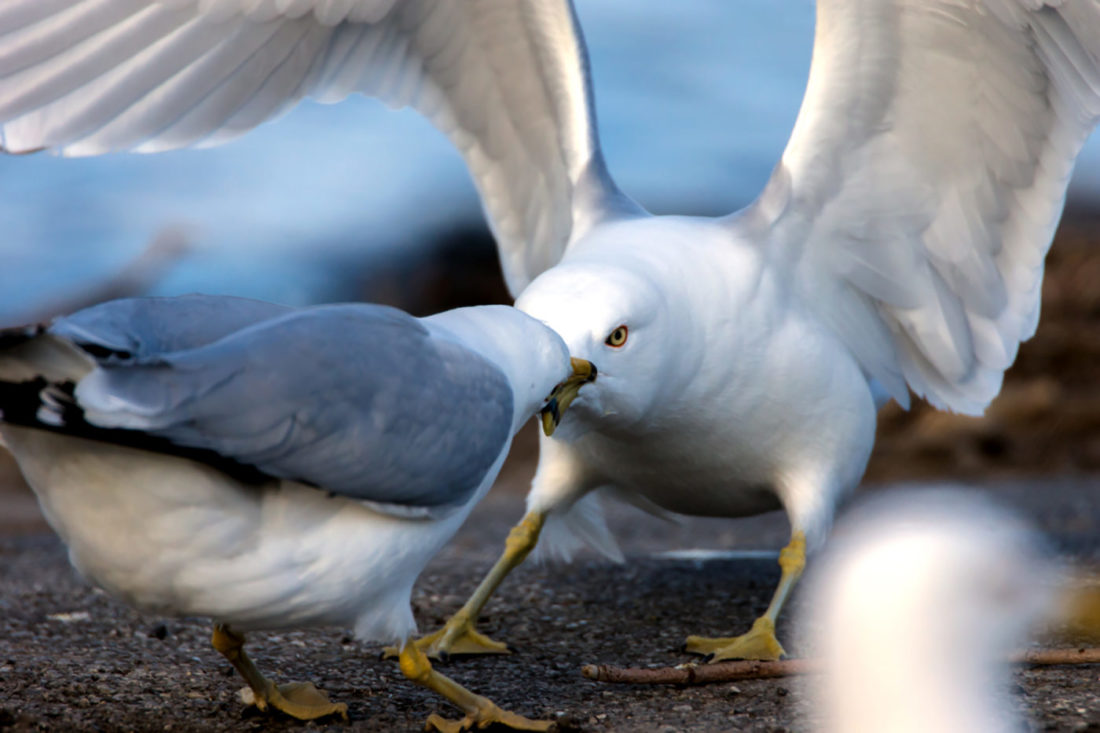 Two gulls fighting