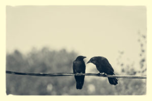 Two crows