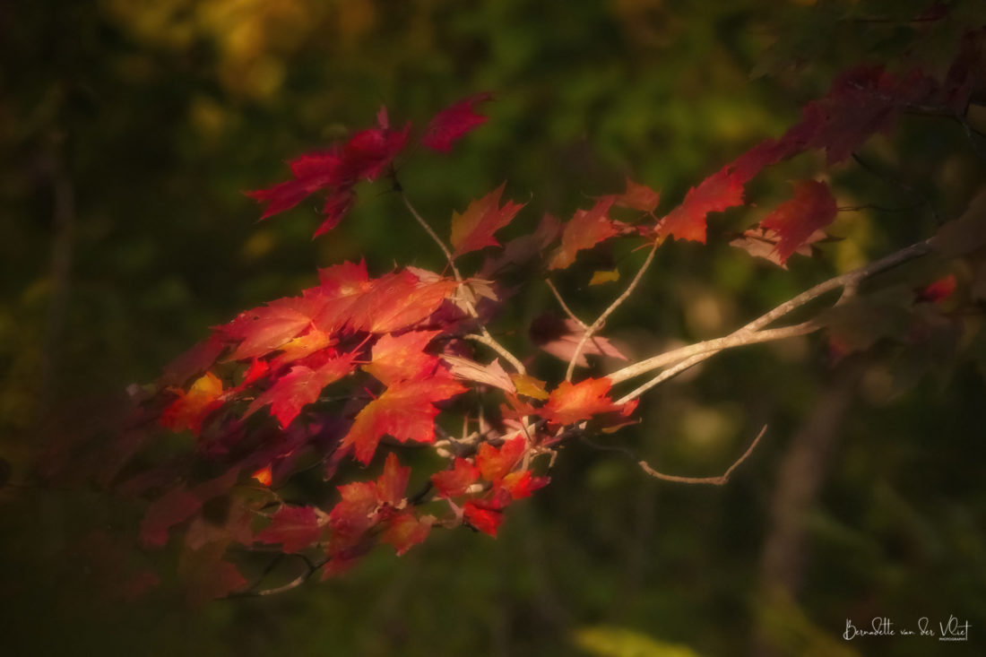 Fall in Western New York