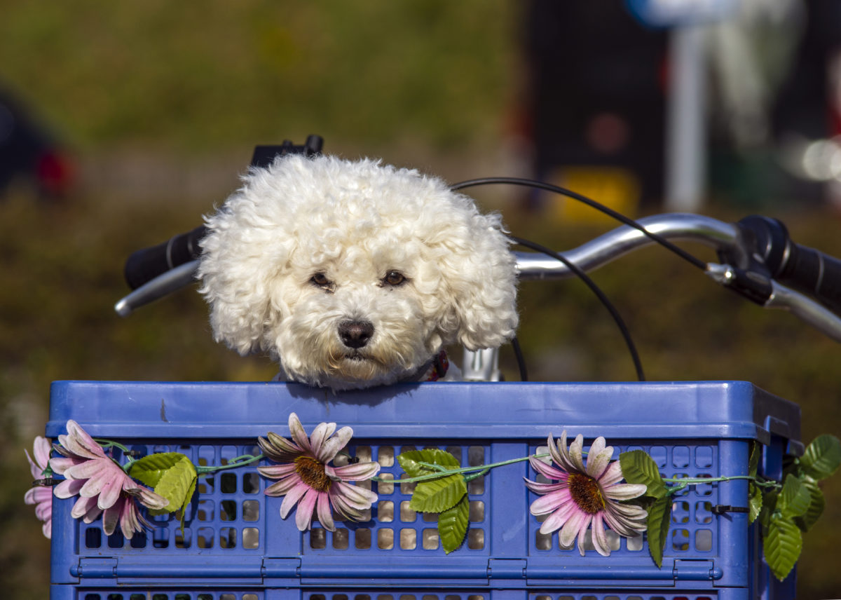 little dog in a bike basket