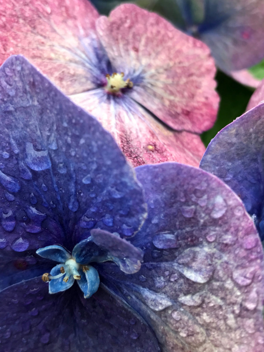 Purple and pink Hydrangea