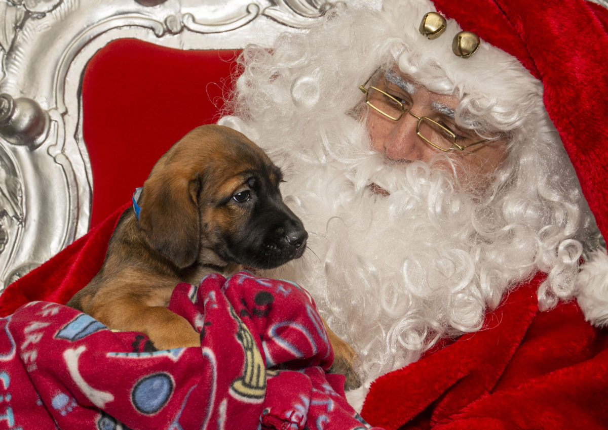 Santa with puppy