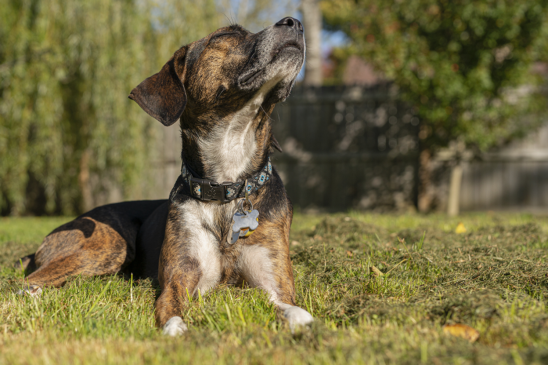 Dog enjoying the sun