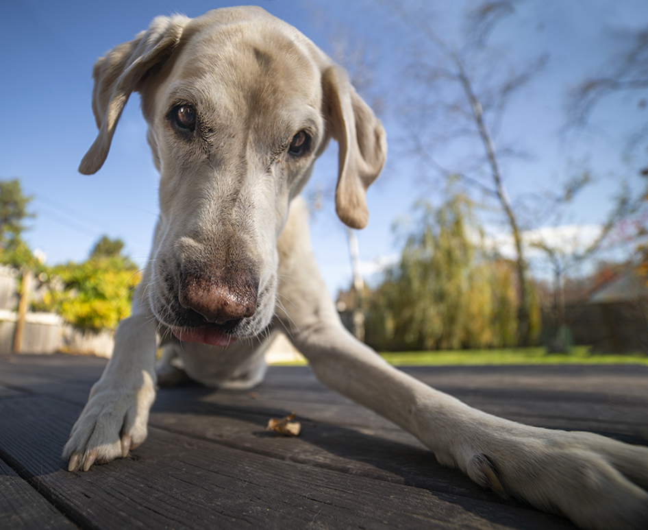 Close-up of a dog