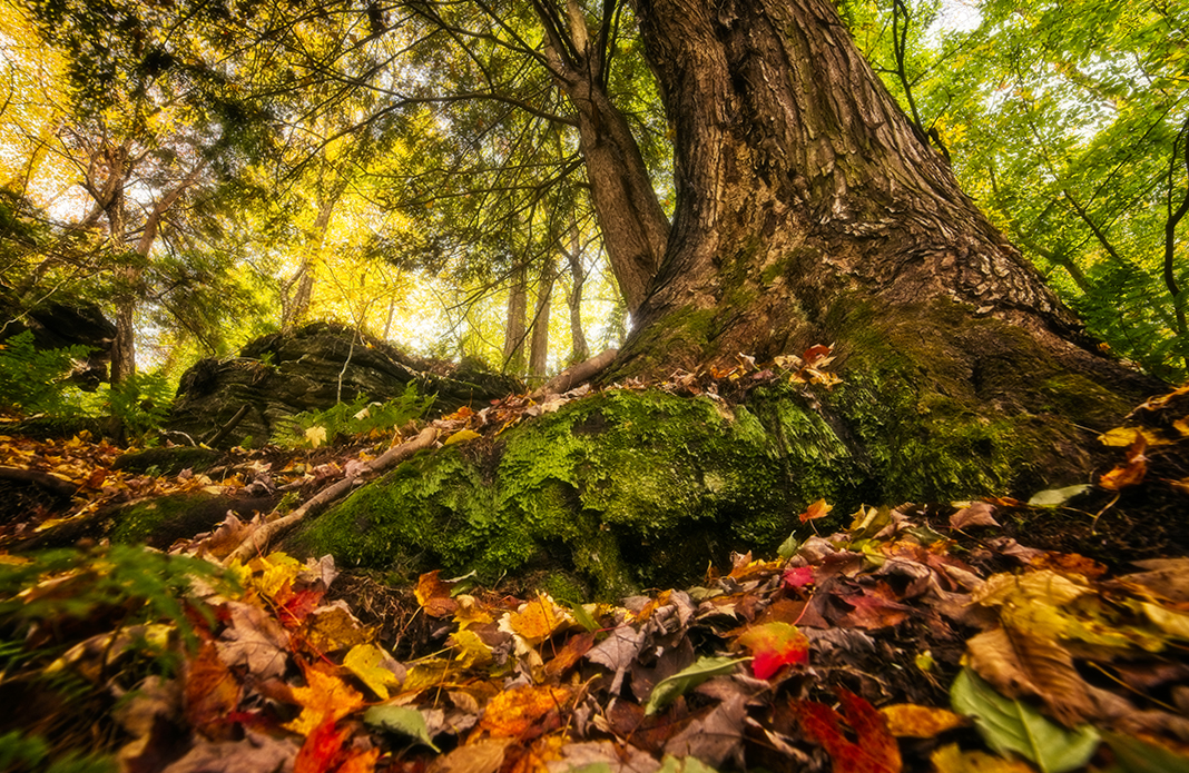 Fall in NY state