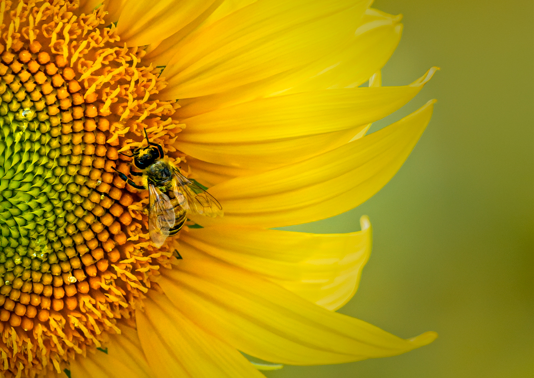 Bee on sunflower