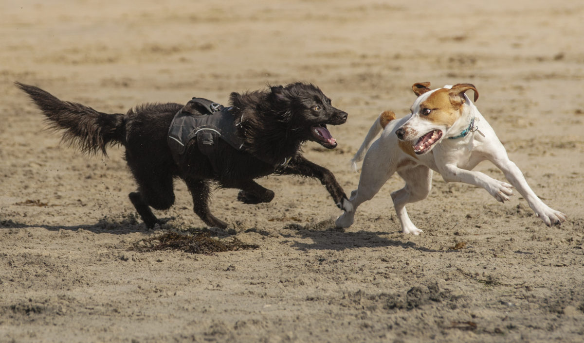 Dogs playing at the beach