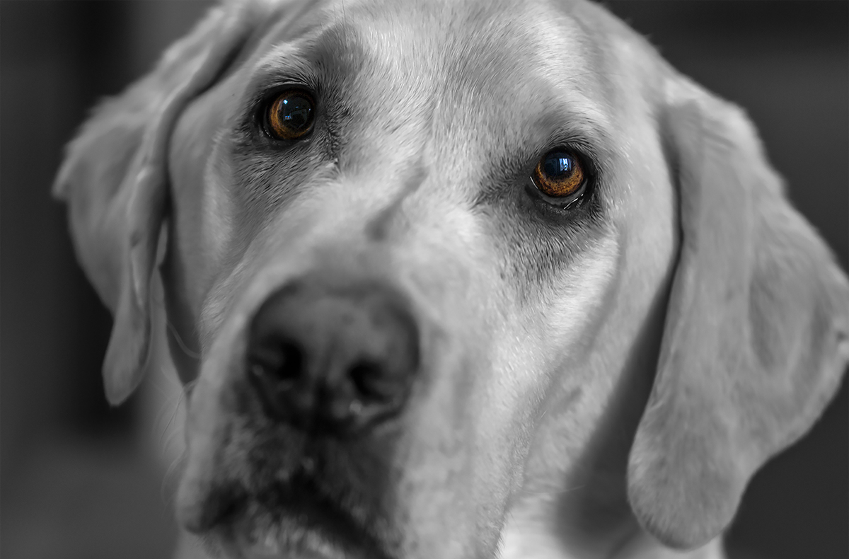 Labrador