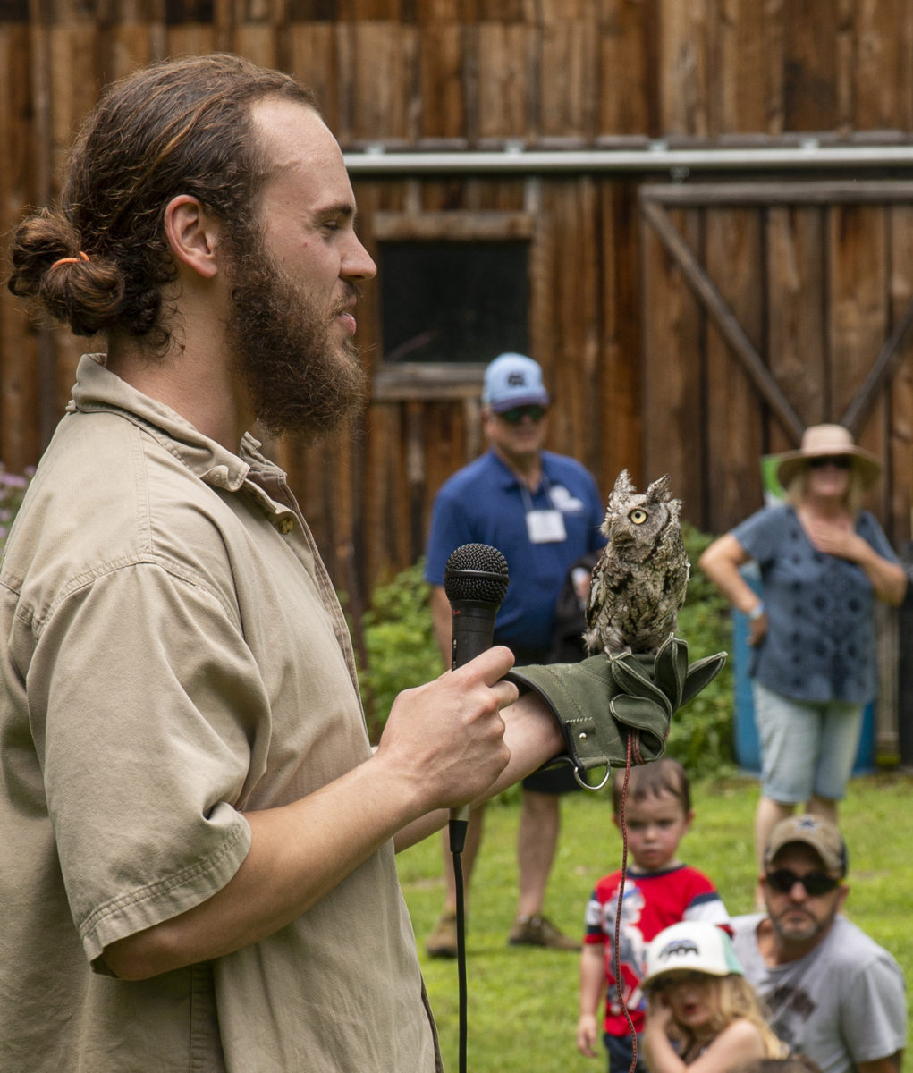 Wild bird demonstration with a small owl