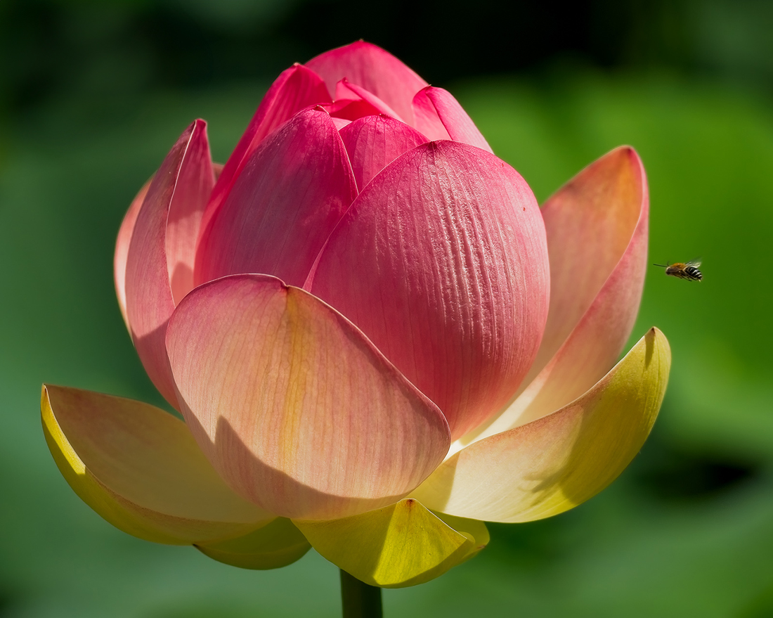 A pink lotus flower with a bee