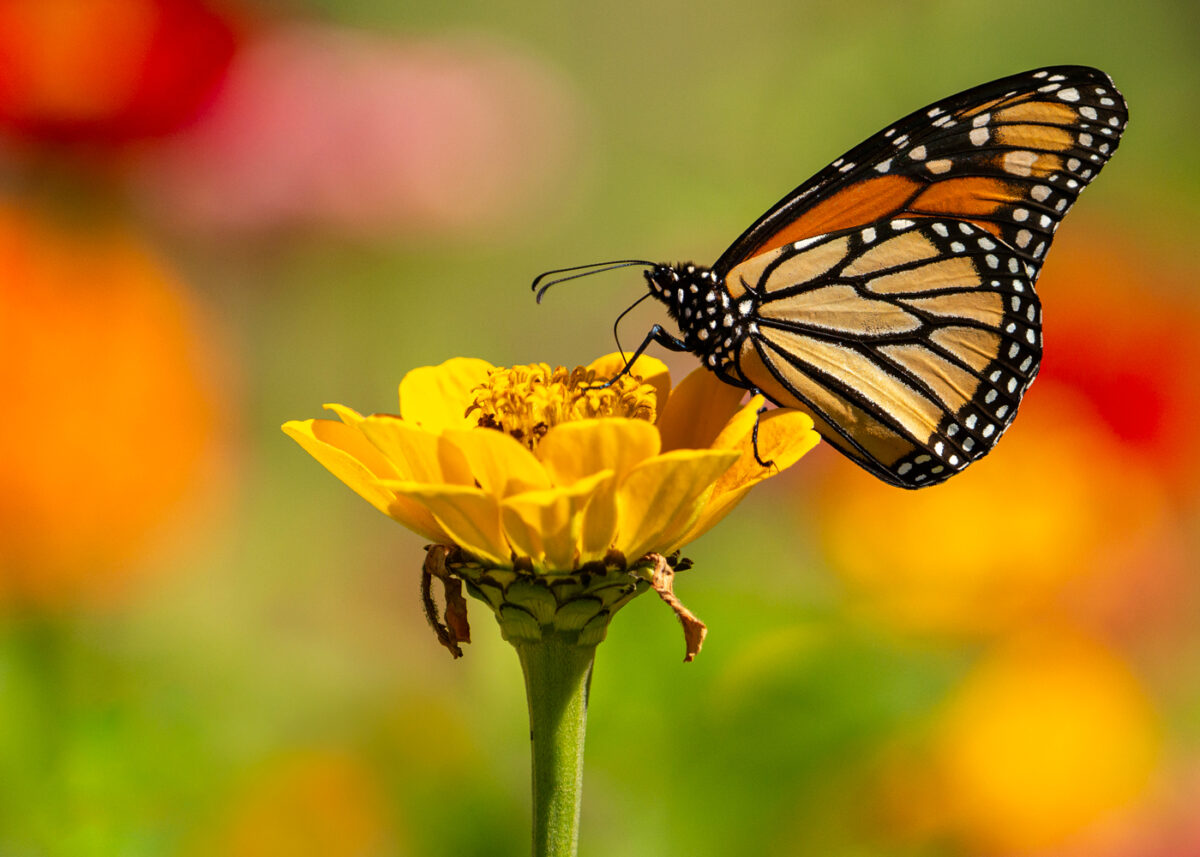 Monarch butterfly