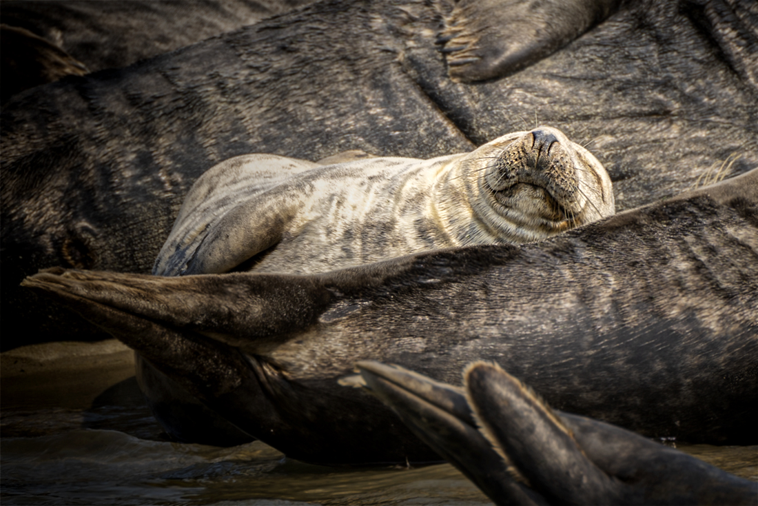 A young seal