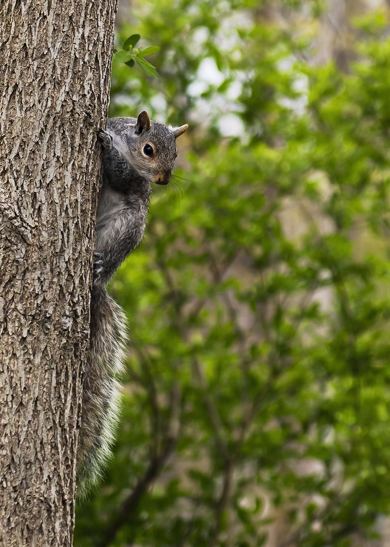 Squirrel