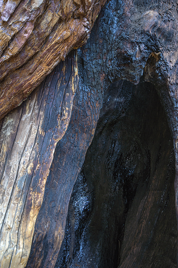 Detail of a burned tree