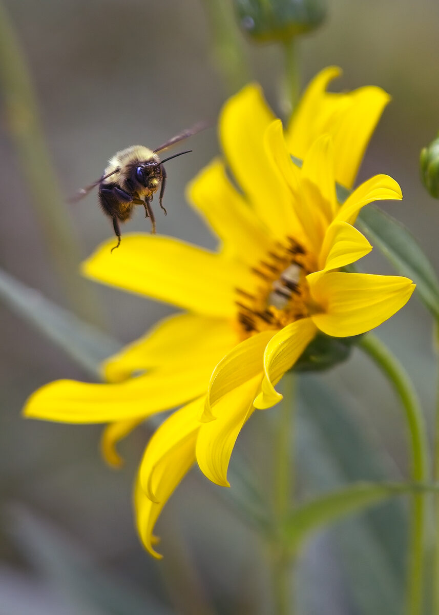 Bee approaching flower